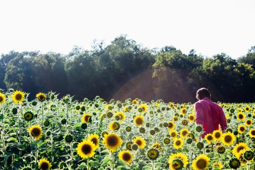 sunflowers field person