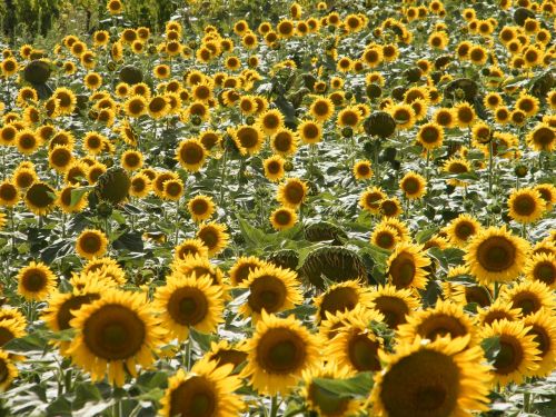 sunflowers tuscany summer