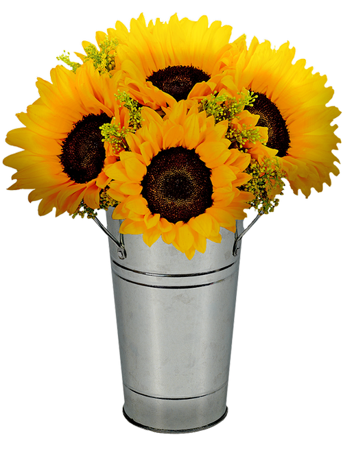 sunflowers in pot  flower pot  sunflower