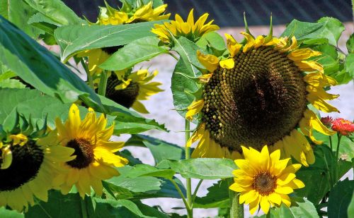 Sunflowers