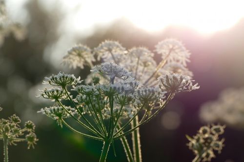 sunlight flowers nature