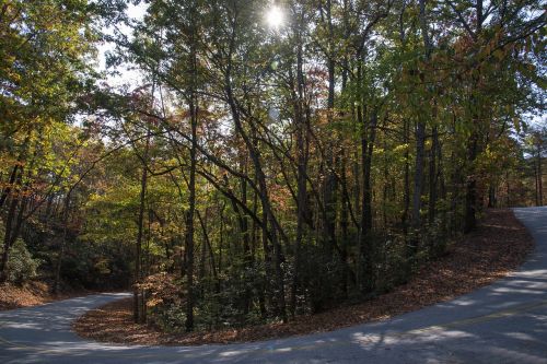 sunlight tree road