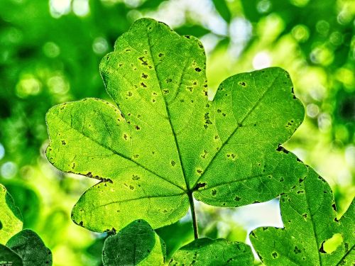 sunlight leaf tree