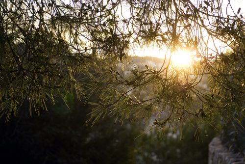 sunlight pine tree tree
