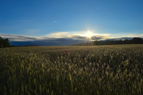 sunlight sunrise field