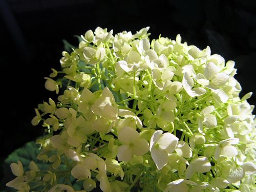 sunlight hydrangea white