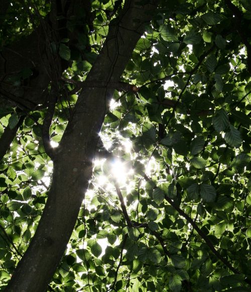 sunlight trees dappled