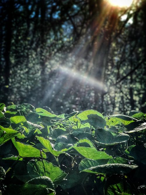 sunlight forest nature