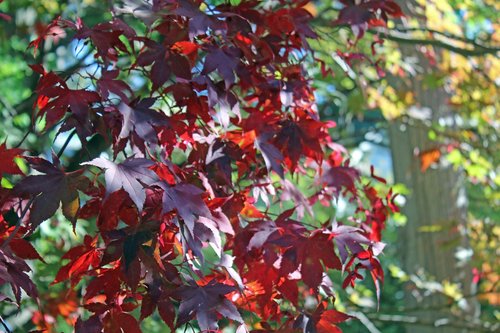 sunlight  red  leaves
