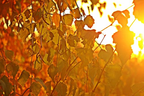 sunlight  autumn colours  birch