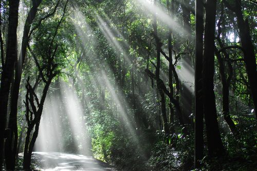 sunlight woods thailand