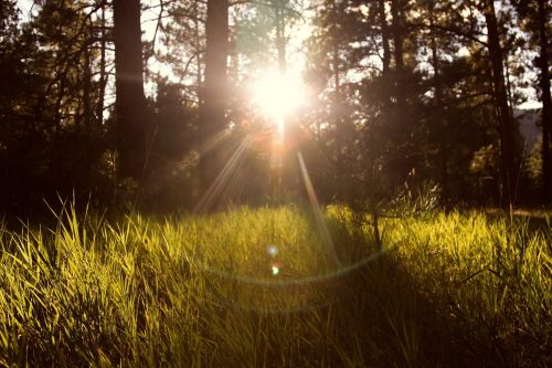 sunlight forest nature