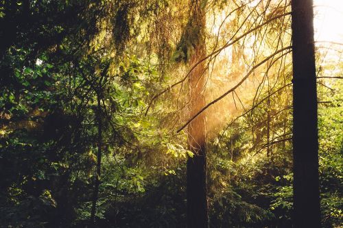 sunlight forest woods