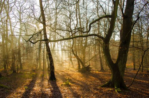 Sunlight In The Forest