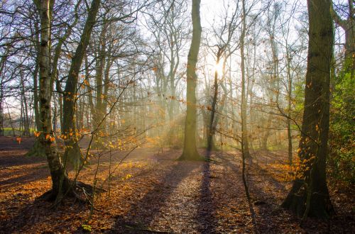 Sunlight In The Forest