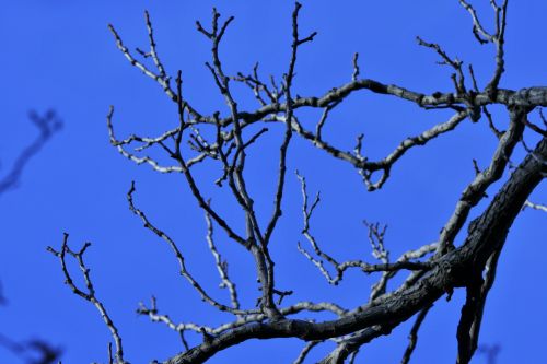 Sunlight On Bare Twigs