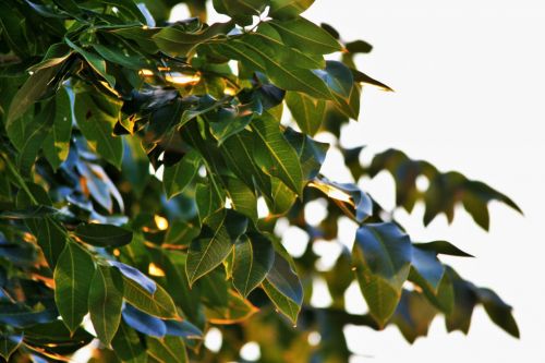 Sunlight On Cape Ash Foliage