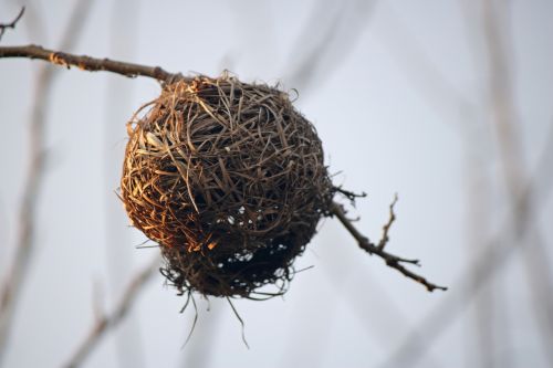 Sunlight On Dried Weaver&#039;s Nest