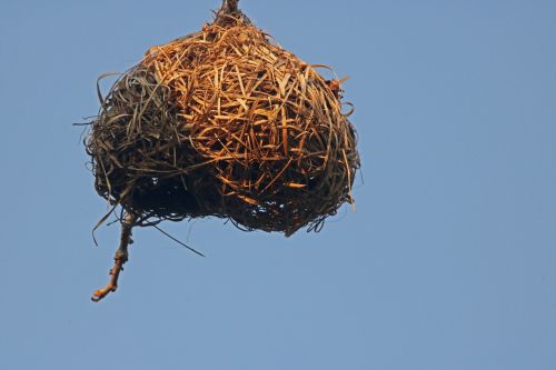 Sunlight On Dry Weaver&#039;s Nest