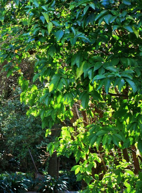 Sunlight On Green Leaves