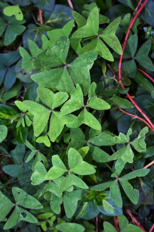 Sunlight On Oxalis