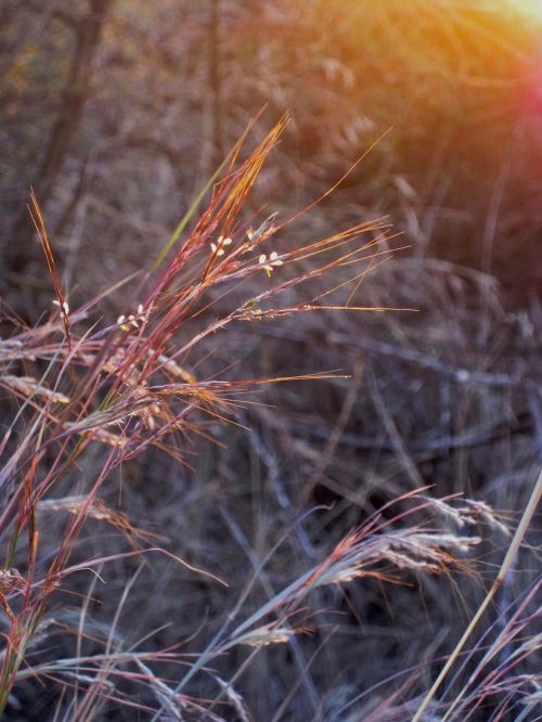 Sunlight On Wild Grass