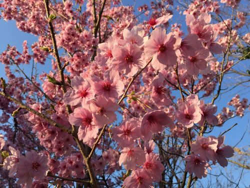 sunlight sakura cherry spring
