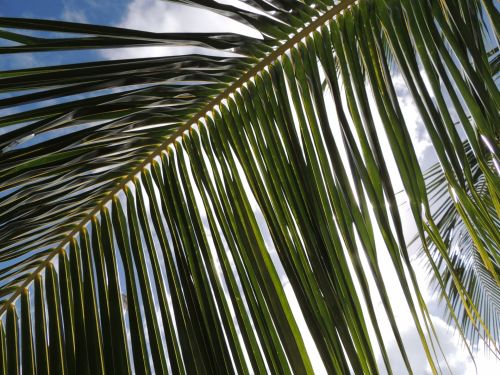 Sunlight Through Palm Tree