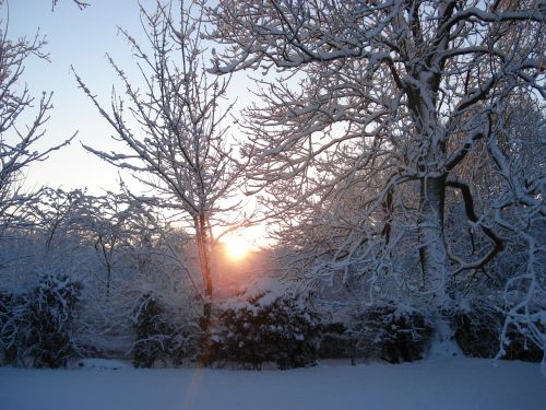 sunlight through trees snowy garden trees