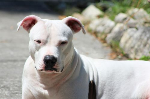 dog pit bull sunning