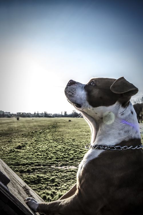 sunny field sun