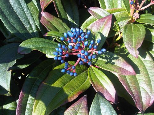 sunny blue nature