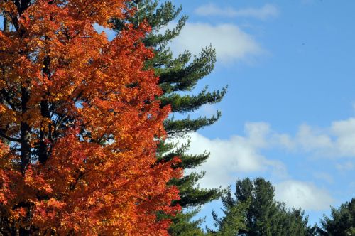 Sunny Autumn Sky