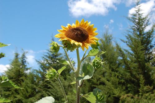 sunny flower seeds vegetables