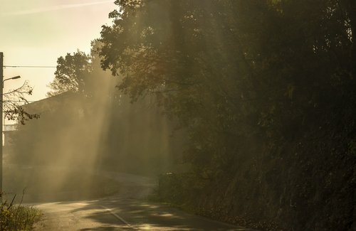 sunrays  nature  trees