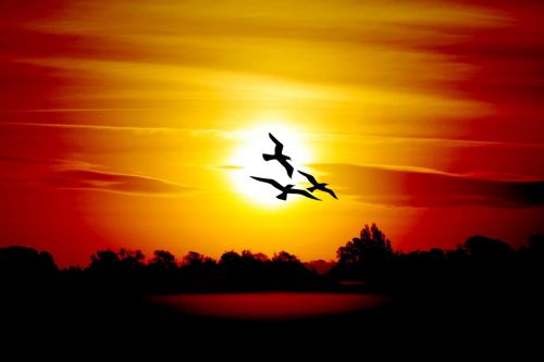 sunrise birds morning