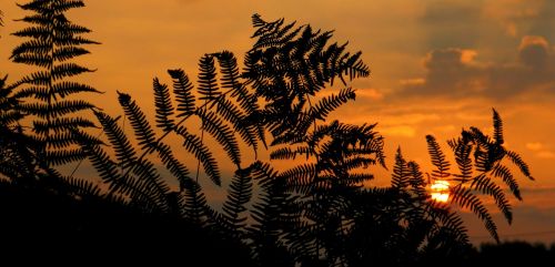 sunrise sunset fern