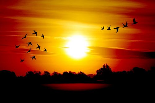 sunrise birds morgenstimmung