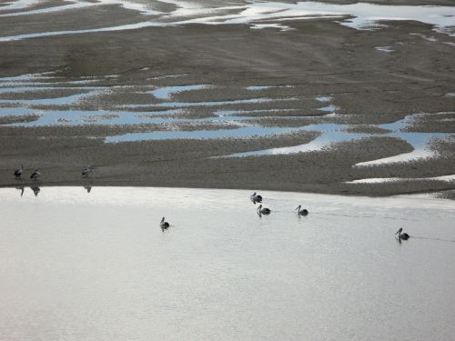 sunrise pelicans nature