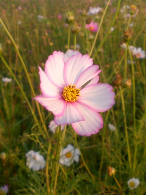 sunrise flower nature