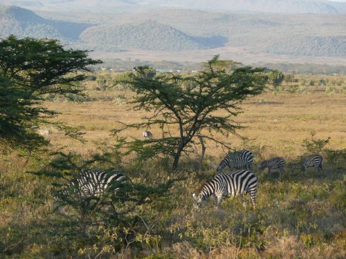 sunrise zebra kenya