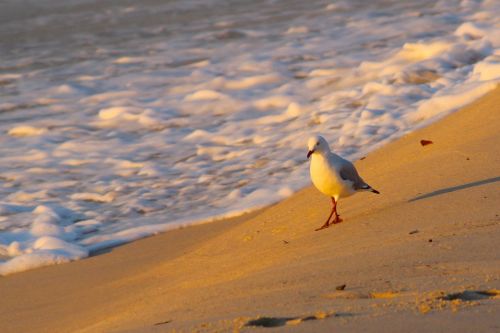 sunrise seagull beach