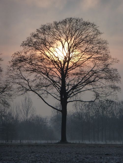 sunrise nature tree