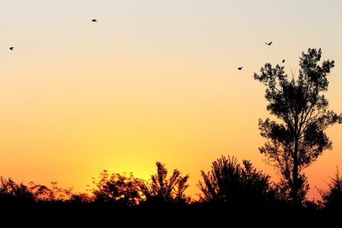 sunrise sky birds