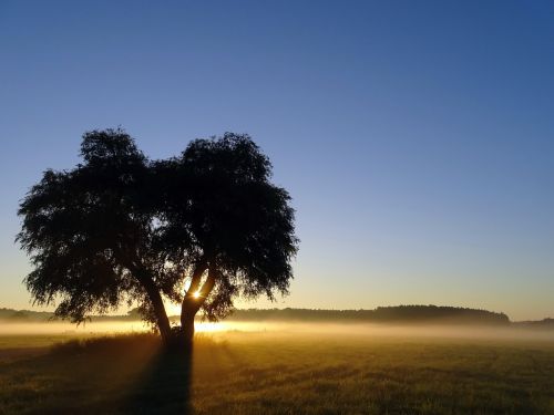 sunrise ground fog tree