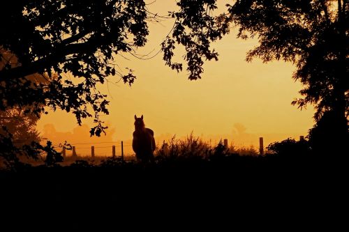 sunrise fog horse