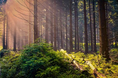 sunrise forest fog