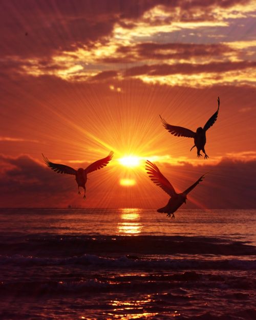 sunrise birds sea