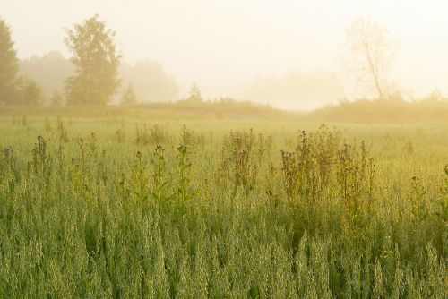 sunrise summer landscape