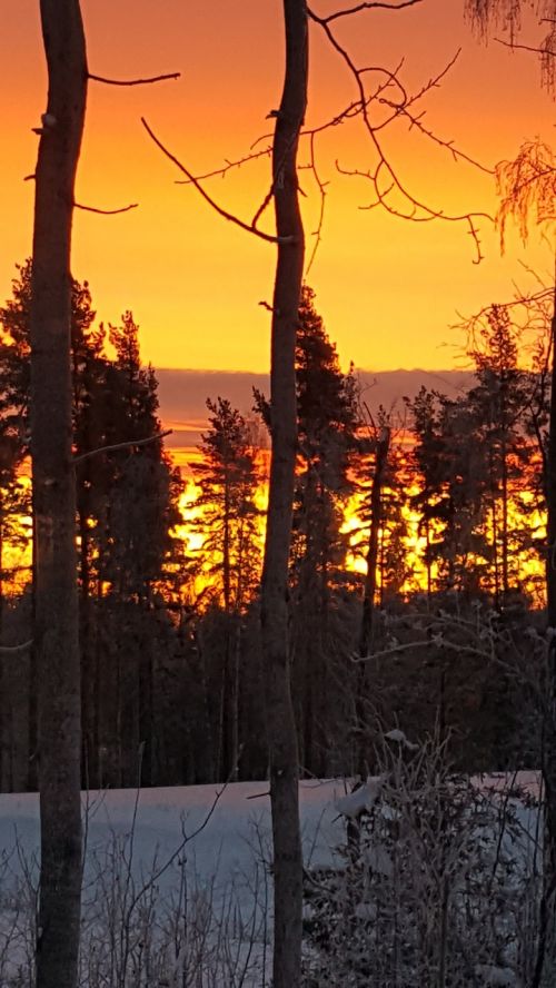 sunrise forest tree